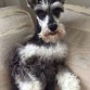 JACKIS DESPUES DE SU BAÑO,ACTUALEMNTE ESTA SIN LAS BARBAS DE PELO EN EL CUERPO